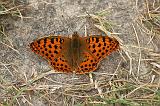 6127_Kleine parelmoervlinder (m) - Plitvice N.P. (Kroatie)